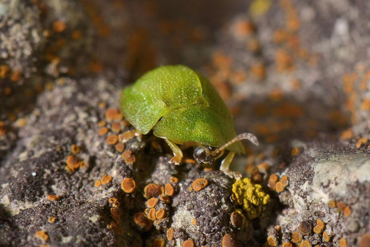 Chrysomelidae: Cassida hemisphaerica?....Cassida cfr. hemisphaerica